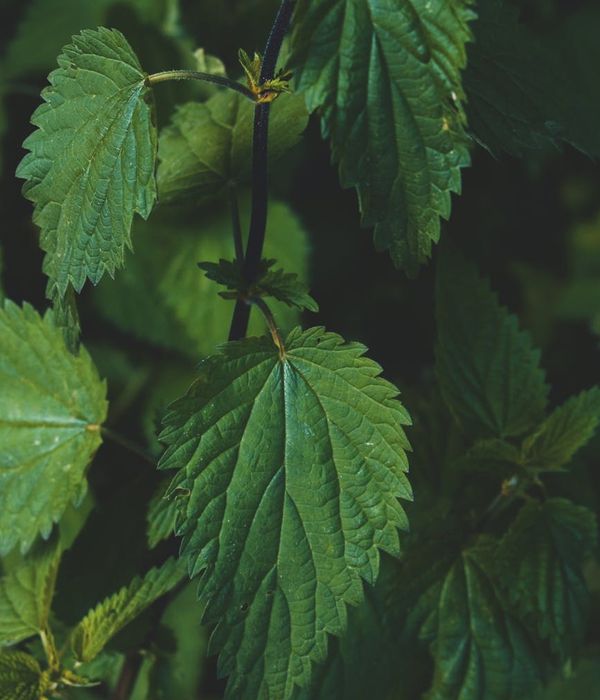 Lush green herbs and natural organic environment